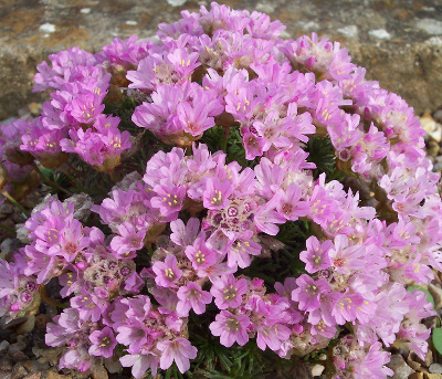 Armeria juniperifolia 